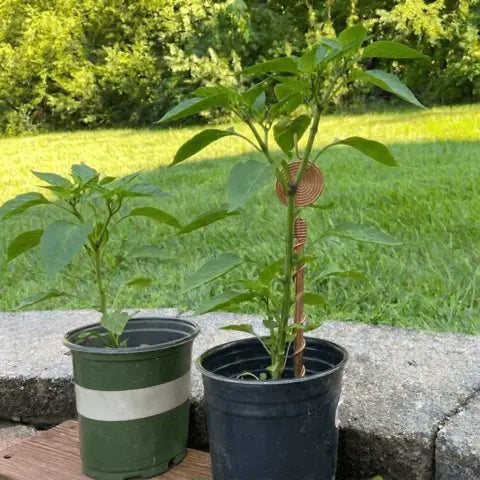 WEEK 6