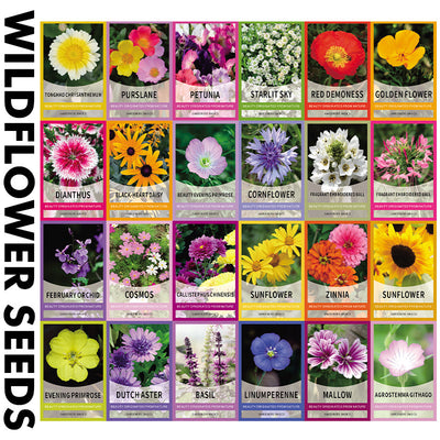 Menker Perennial Wildflower Seeds